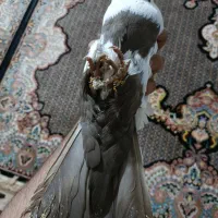 نر دم قهوه ای