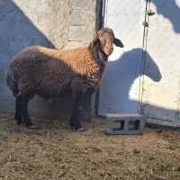 قوچ هموغزل افشارمیش رون لنگه۴قلو