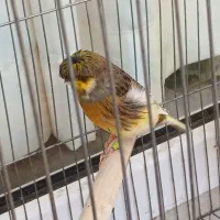 قناری گلاستر