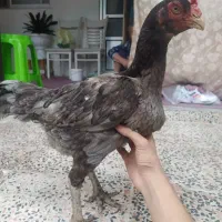 جوجه لاری|حیوانات مزرعه|صومعهسرا, |دیوار