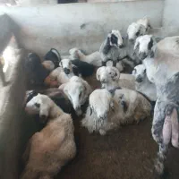 بره پرواری|حیوانات مزرعه|مرودشت, فیروزی|دیوار