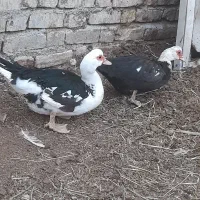 دو اردک نر وماده