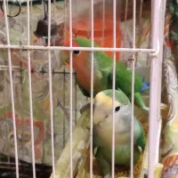 طوطی برزیلی پرنده دوست داشتنی وبا هوش|پرنده|بوشهر, |دیوار