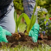 باغبانی هرس تیلرزدن تهیه درخت گل کودخاک بیلزدن