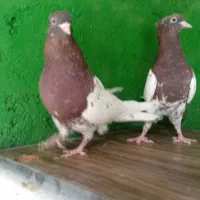 کله سرخ|پرنده|مسجد سلیمان, |دیوار