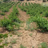 فروش باغ|فروش زمین و ملک کلنگی|مریوان, |دیوار