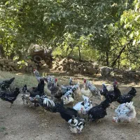 تخم نطفه دار از مولدین بالا گلین پنگوینی|حیوانات مزرعه|بانه, |دیوار