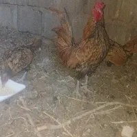 سه عدد خروس سیبرایت و یک خروس برهما|حیوانات مزرعه|فردوس (خراسان), |دیوار