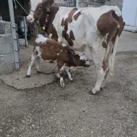 فروش گاوشیری سمینتال قرمز با گوساله سمینتال قرمز