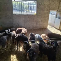 گوسفند زنده باقصاب شبانه روزی|حیوانات مزرعه|نسیمشهر, |دیوار