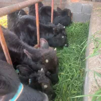 4راس گوساله ماده سالم خوش خوراک