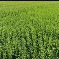 یونجه سوزبر 45میلیون حدوداً یک هکتار کوشک برآفتاب