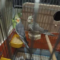 یه جفت عروس کارداده