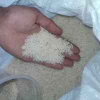 برنج‌ طارم هاشمی