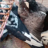 کبوتر نر و ماده قاطی|پرنده|شیراز, شریفآباد|دیوار