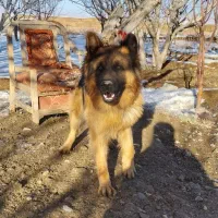 فروش سگ ژرمن اصل واقعن عالی شیب دار بسیار باهوش