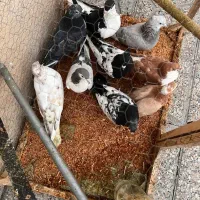 کفتر|پرنده|مشهد, مقدم|دیوار