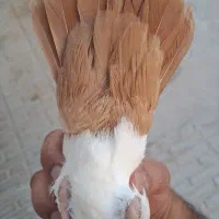 دمبی|پرنده|کرمان, |دیوار