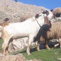 باب داشت تمیز سالم وسرحالل|حیوانات مزرعه|سرپل ذهاب, |دیوار