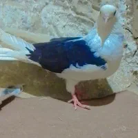 کبوتر دوکت موش|پرنده|هیرمند, |دیوار