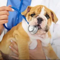 استخدام دستیار دامپزشک همراه با آموزش