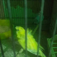 ۶تا مرغ عشق نر سالم  وعالی برای جفتگیریمرغ|پرنده|تهران, انبار نفت|دیوار