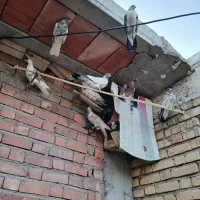 کبوتر