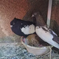 نرو ماده سینه|پرنده|شیراز, احمدآباد|دیوار