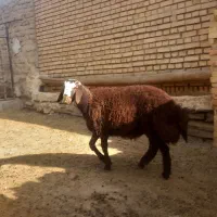 برقوچی افشاری|حیوانات مزرعه|مشهد, کوشش|دیوار