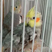 عروس هلندی جفت نرو ماده