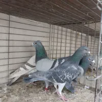 کبوترشهرستان.|پرنده|یزد, |دیوار