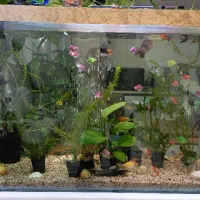 آکواریوم ماهیران همراه ماهی و وسایل