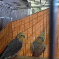 یک جفت عروس هلندی بالغ