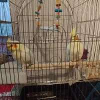 عروس هلندی لوتینو اورجینال