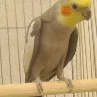 عروس هلندی