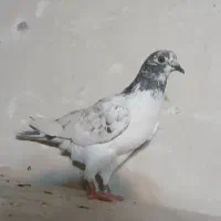 کفتر گرفتنی