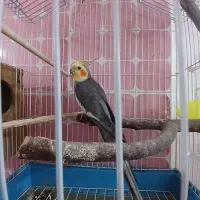 جفت عروس هلندی