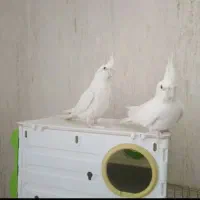 فروش انواع عروس هلندی جفت نر و ماده ، مولد|پرنده|دهگلان, |دیوار