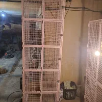 جفت‌کن‌کفتر‌سا‌یزبزرگ‌‌برای‌کبک‌غرقاول‌مر‌غ‌خروس|لوازم جانبی حیوانات|تهران, سلسبیل شمالی|دیوار