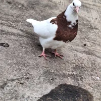 کفتر رنگه کاکلی|پرنده|مشهد, نظام دوست|دیوار