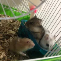 همستربچه کمپل