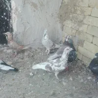 کبوترپلاکی