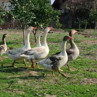 غاز محلی ارگانیک درجه ۱