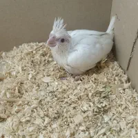 جوجه عروس آلبینو