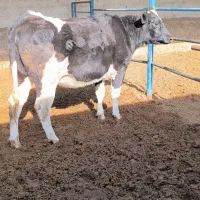 گاو و گوساله