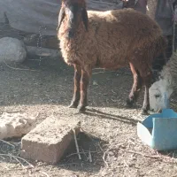 بره نر|حیوانات مزرعه|الوند, |دیوار