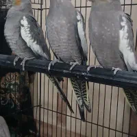 عروس هلندی|پرنده|تربت جام, میان جام|دیوار