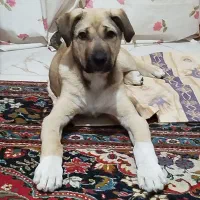 توله 3ماهه سرابی