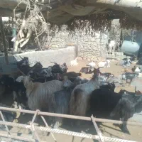 بز گله با کهره ماده داشتی