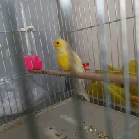 قناری نر|پرنده|کبودرآهنگ, |دیوار